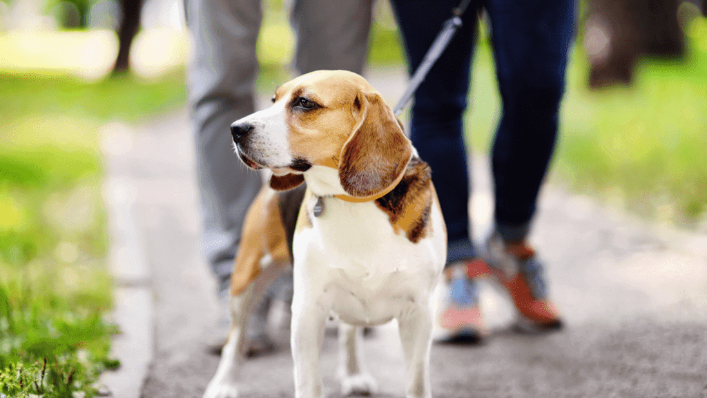 A beagle is being walked along a paved path in a park.