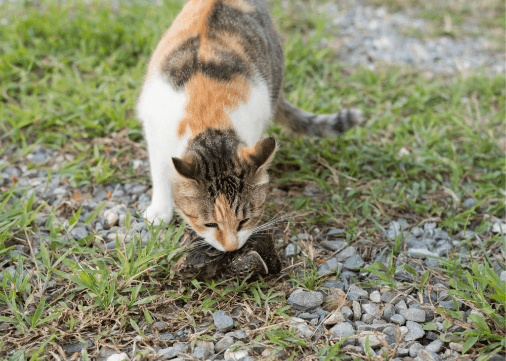 A calico cat inspects a dark object on grass and rocks.
