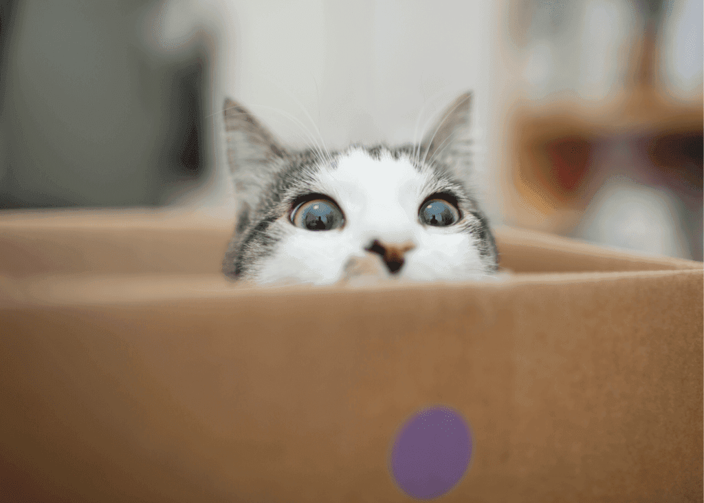 A wide-eyed cat peeks out from the top of a cardboard box.