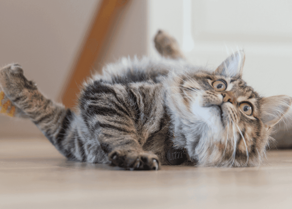 A fluffy tabby cat with a dark collar lies on its side looking upwards.