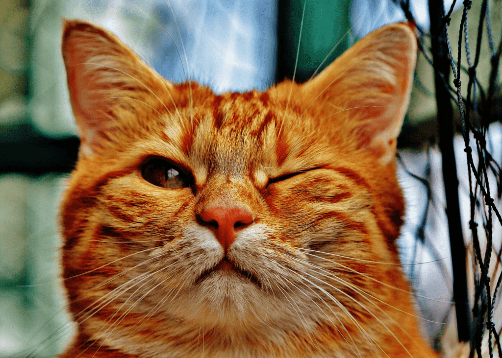 An orange tabby cat has one eye open and the other closed.