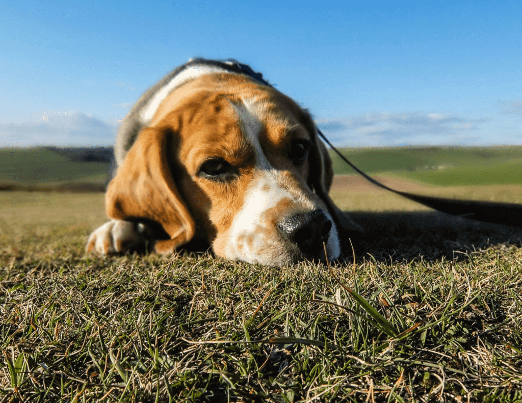 A beagle lies on the grass with a leash looking directly at the camera.