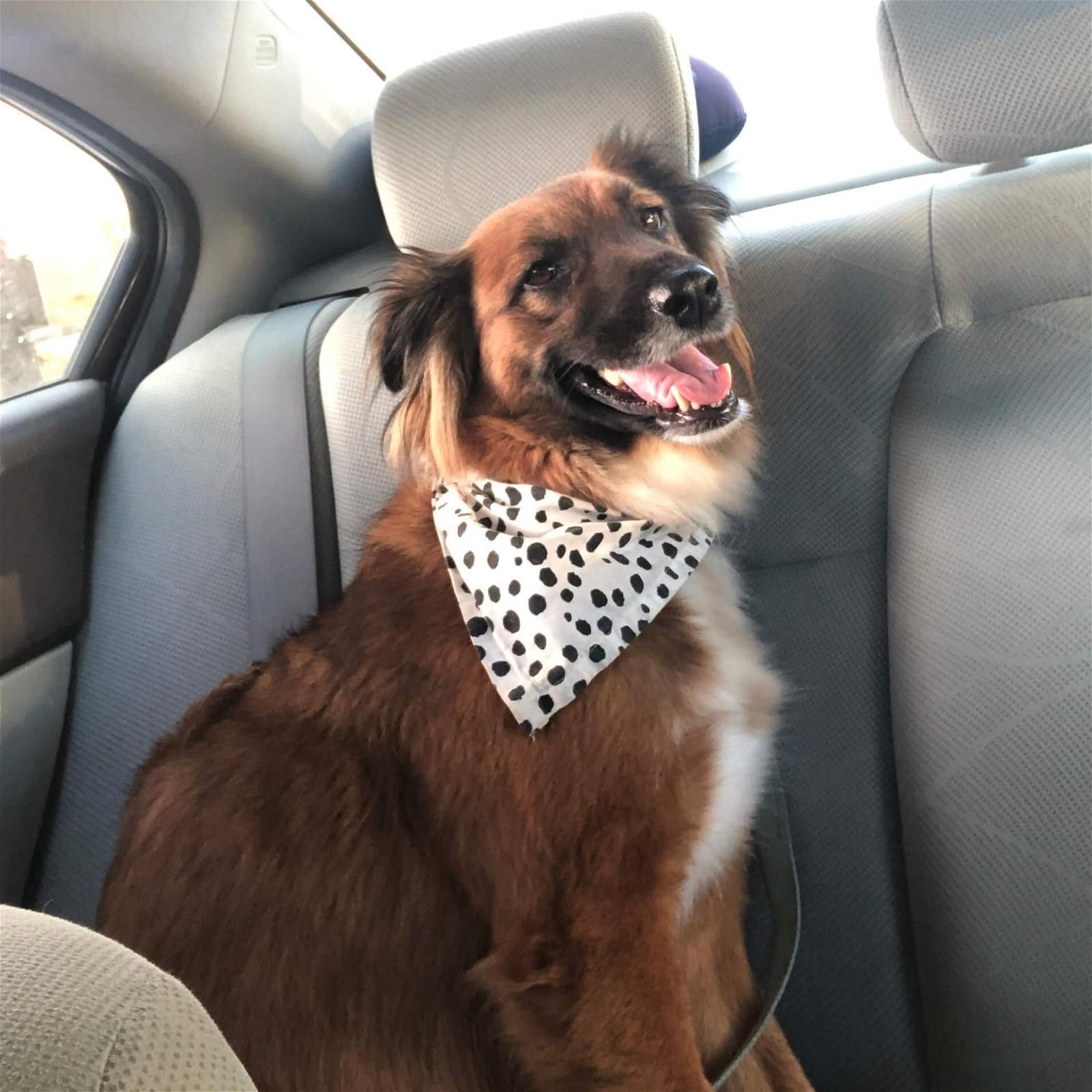 A brown dog wearing a white and black bandana sits in the back seat of a car with its mouth open.