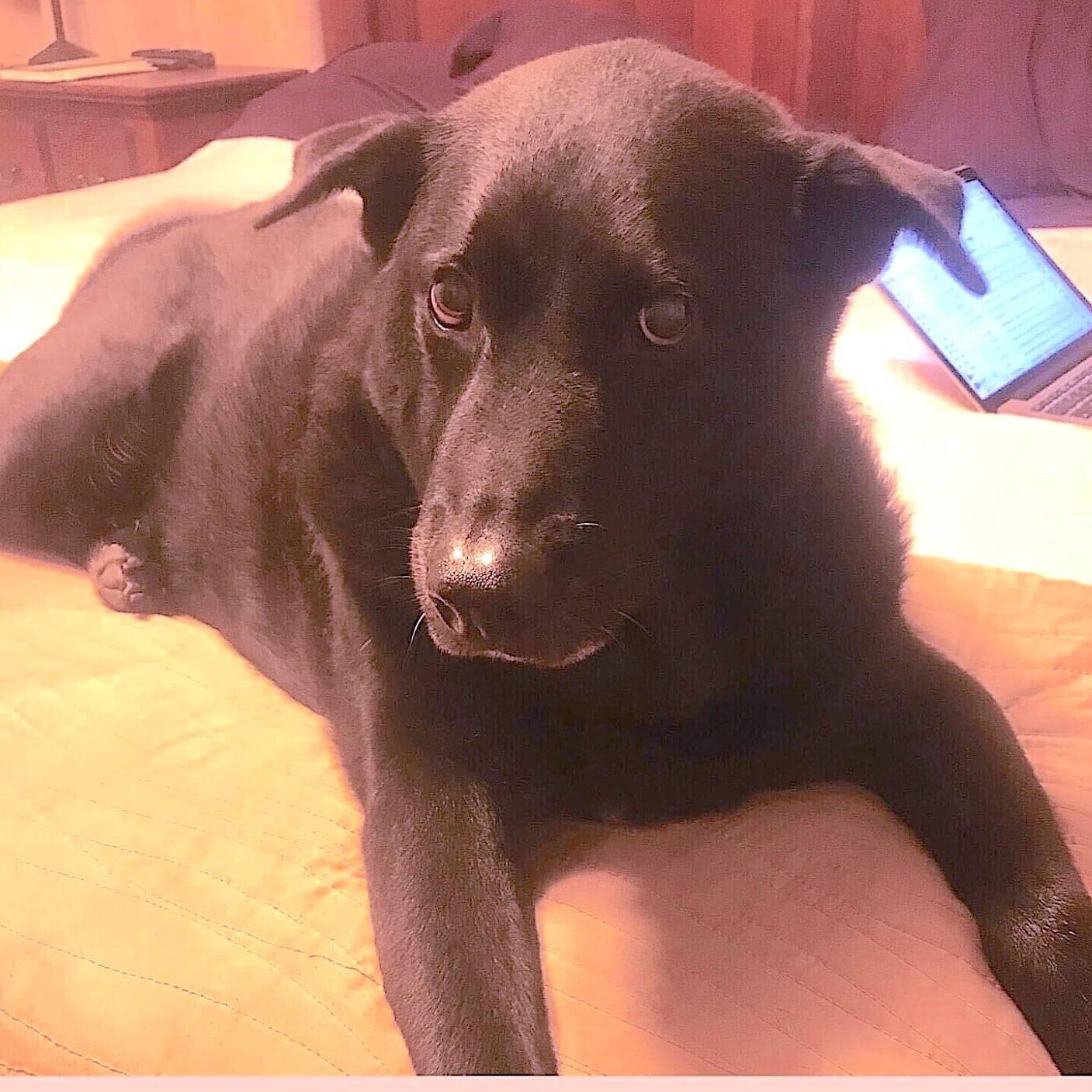 A black dog is lying on a bed with a laptop open in the background.