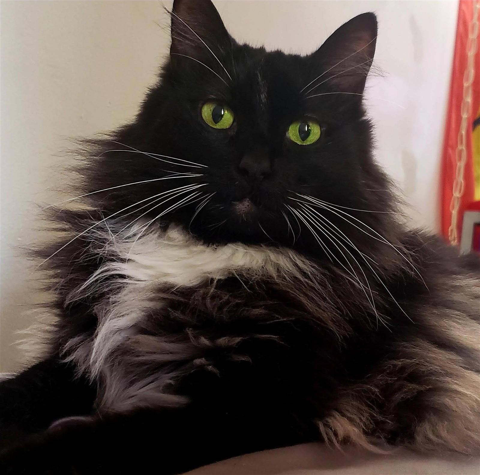 A fluffy black and white cat with bright green eyes looks directly at the camera.