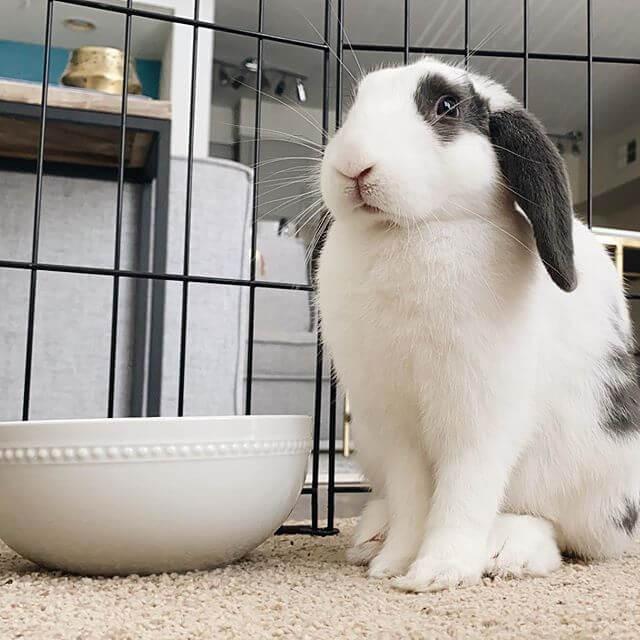 A white rabbit with black spots sits on carpet in a black wire enclosure.