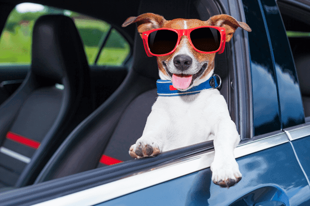 A small dog wearing red sunglasses sits in a car window.