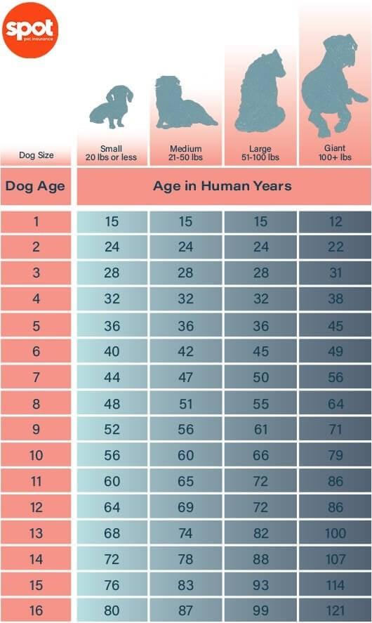 Chart showing dog age converted to human years for small medium large and giant dogs.