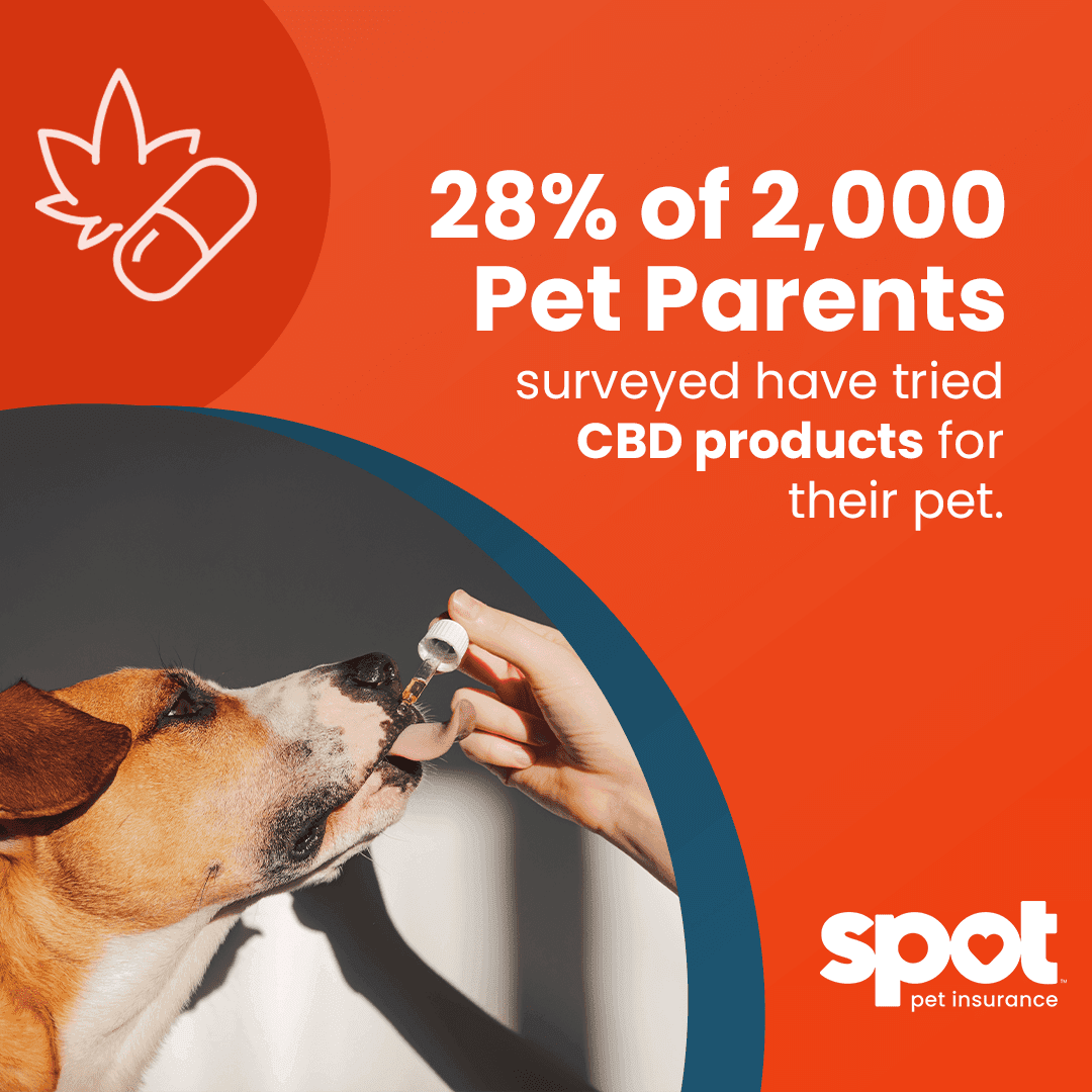 A dog licks a dropper held by a person with text stating "28% of 2,000 Pet Parents surveyed have tried CBD products for their pet" and the Spot Pet Insurance logo in the corner.