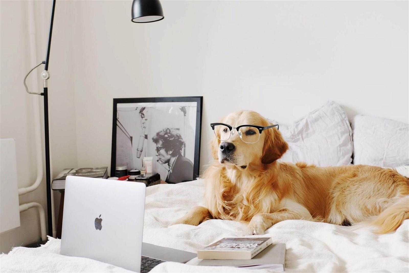 A dog wearing eyeglasses lies on a bed.