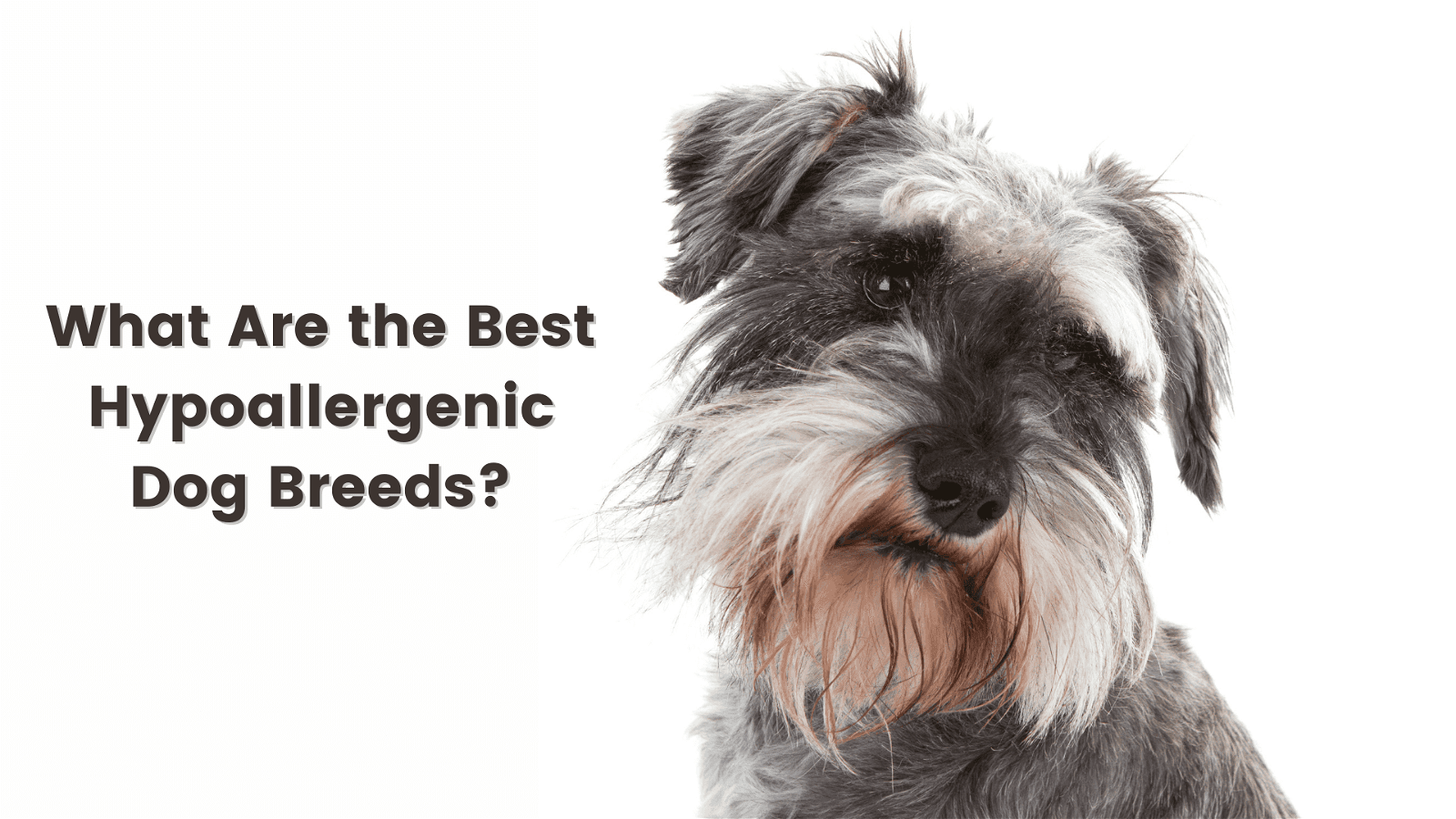 A fluffy gray and white dog is photographed next to text asking about the best hypoallergenic dog breeds.