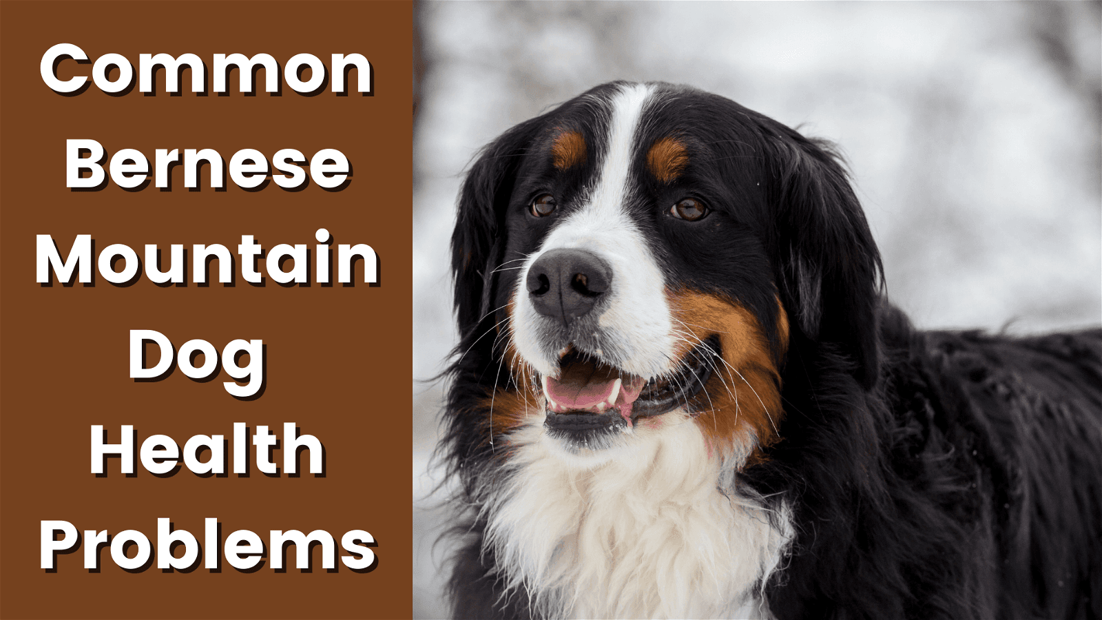 Bernese Mountain Dog Health Problems
