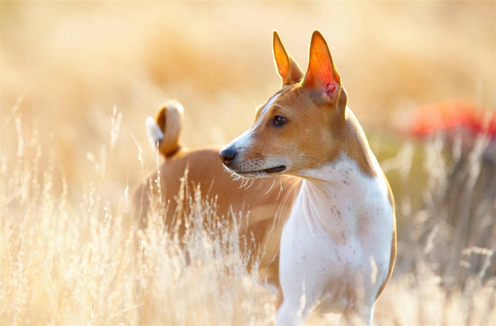 A brown and white dog with pointed ears stands in a field of tall grass.