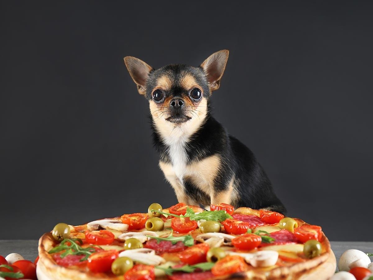 A small dog with large ears stands behind a vegetable and olive pizza against a dark background.