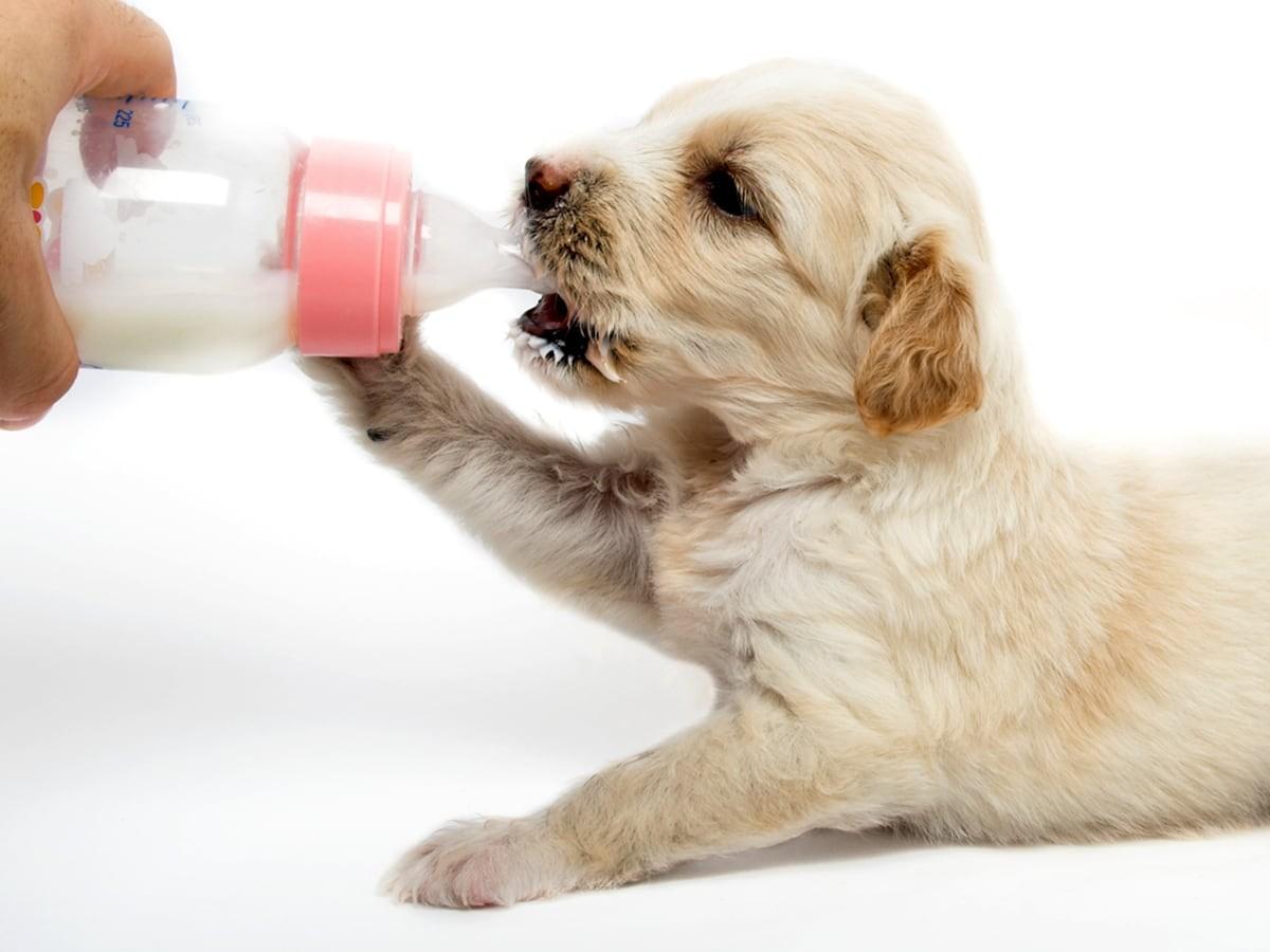 Can Puppies Drink Milk? AZ Guide Spot®