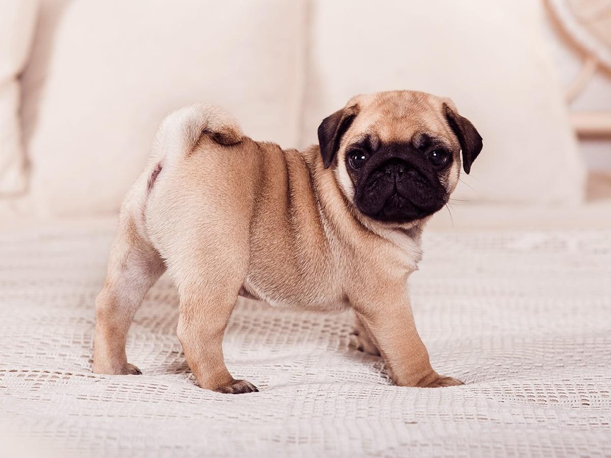 Pug