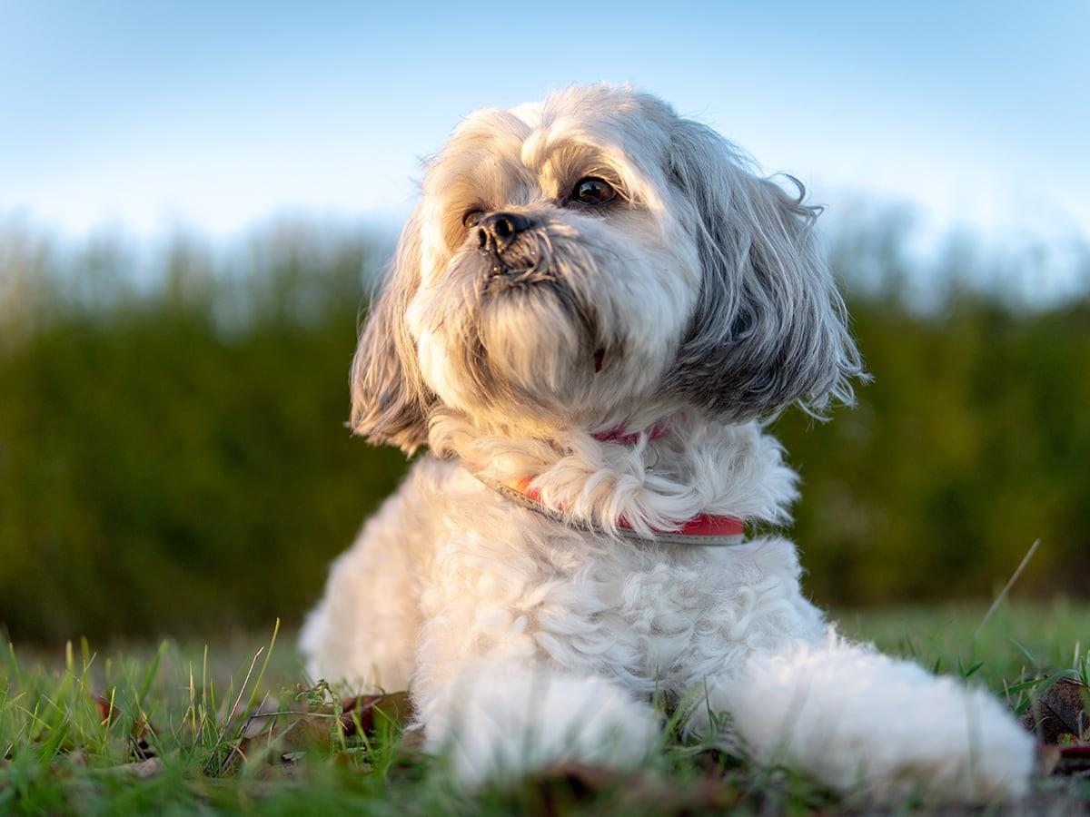 How Much Does a Shih Tzu Cost?