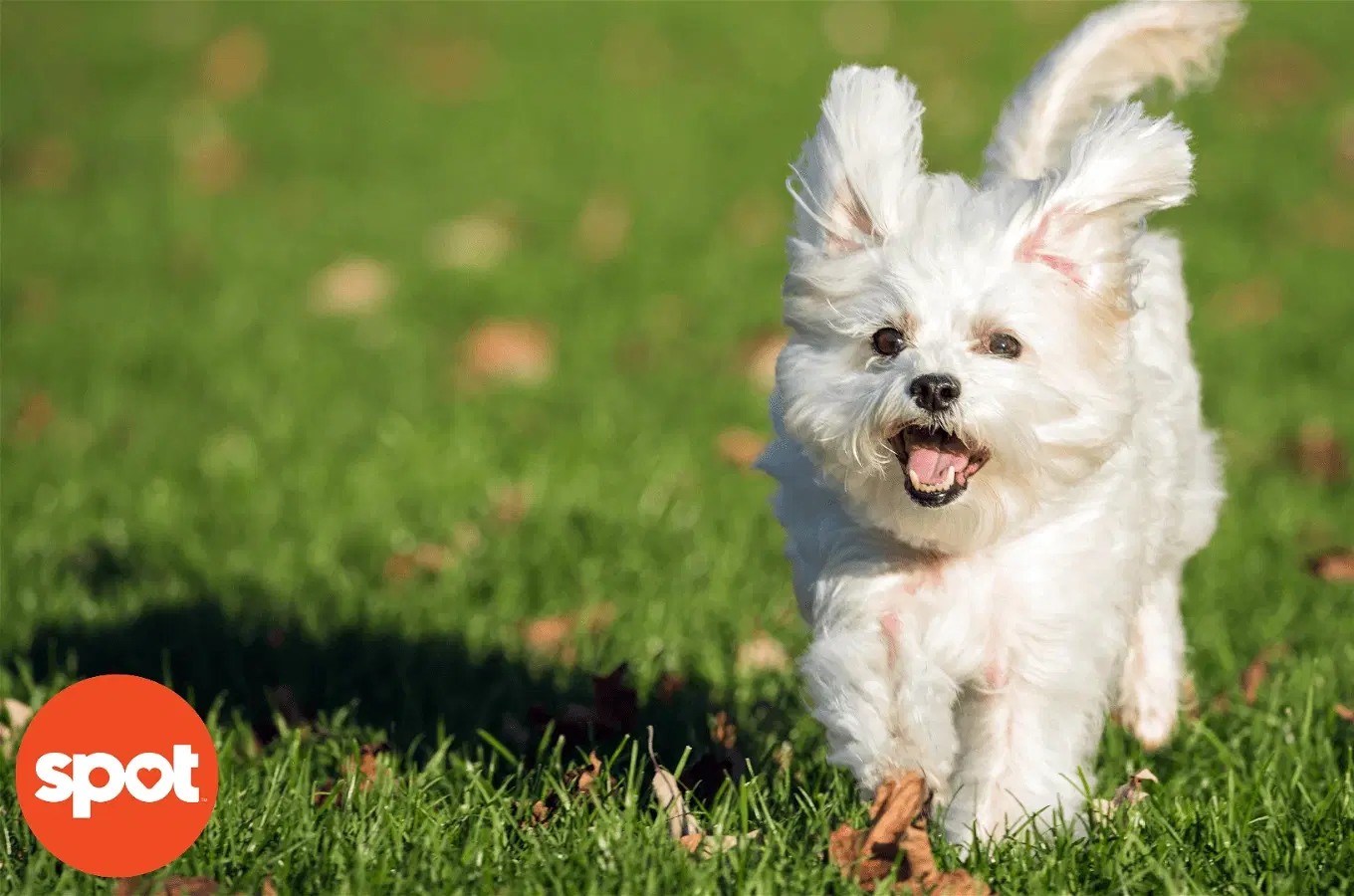A small fluffy white dog runs on a grassy field.