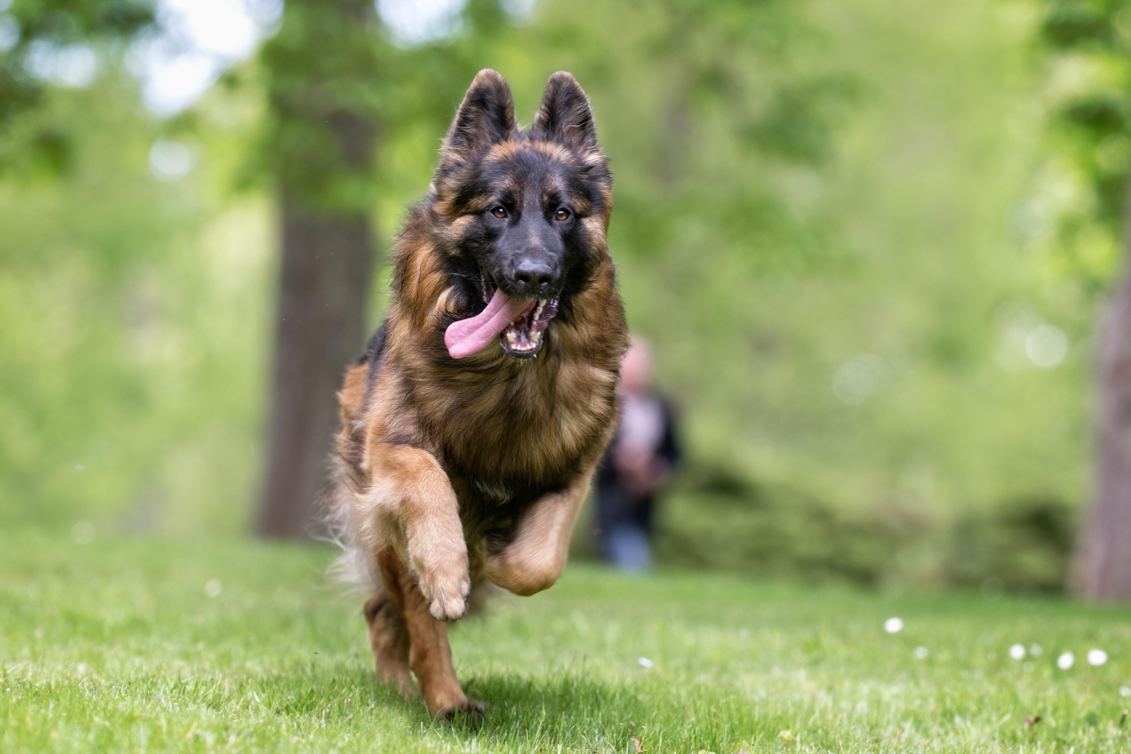 Photo of a German Shepherd Sprinting