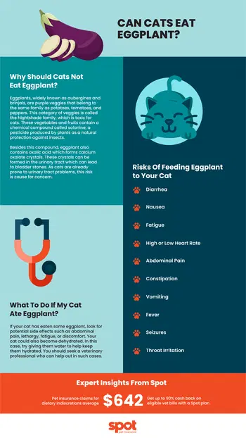 A graphic warns against feeding eggplant to cats due to health risks.