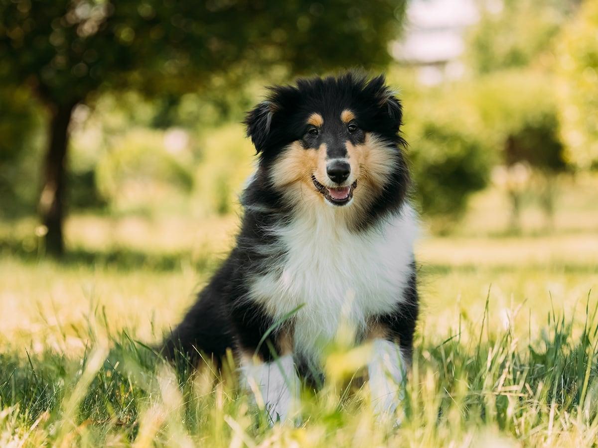 English Shepherd