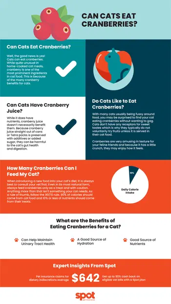An infographic discusses if cats can eat cranberries and the safety of cranberry juice while providing feeding guidelines.