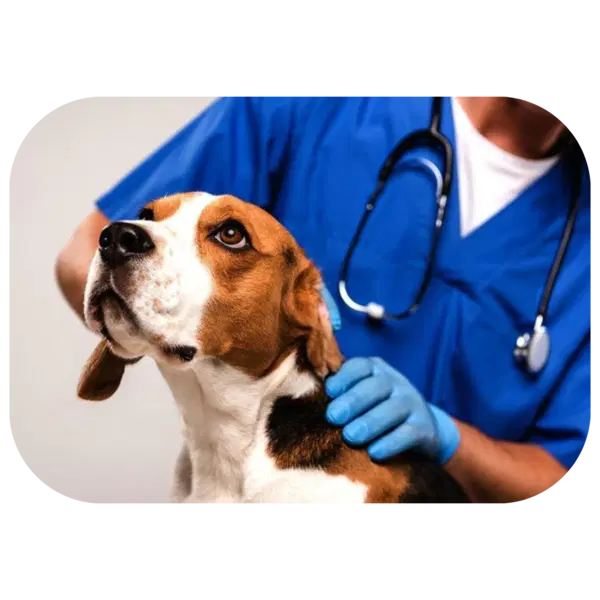 A veterinarian examines a beagle dog.