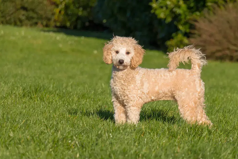 Poochon