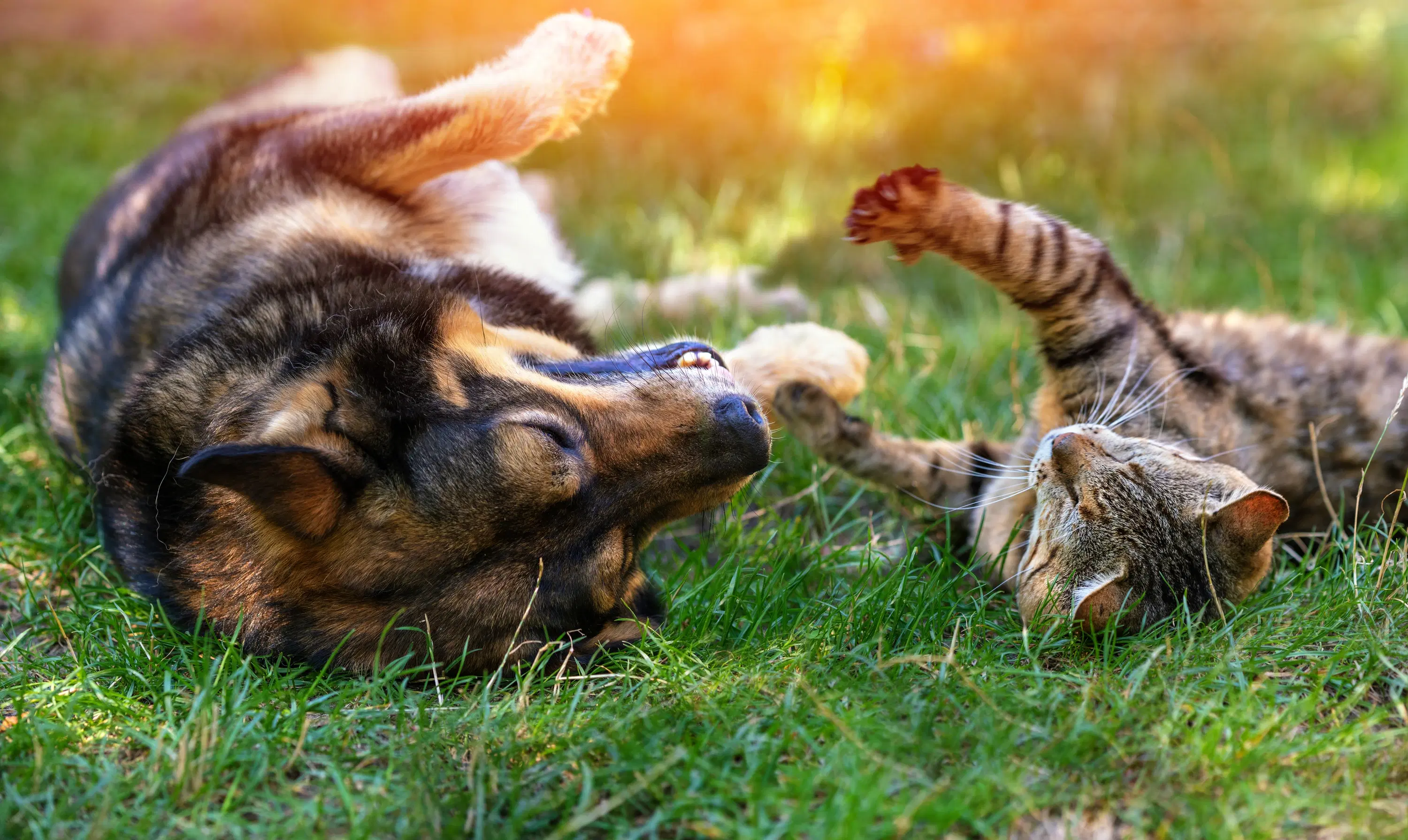 A dog and a cat lie on their backs in the grass, playfully reaching their paws toward each other in the sunlight.