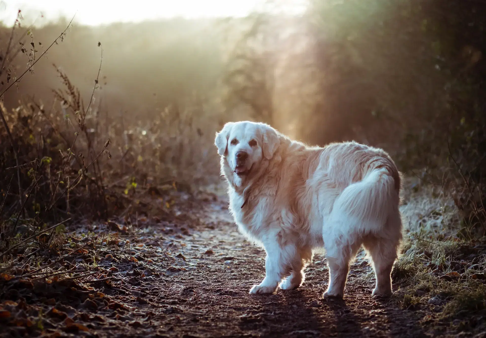 A fluffy Golden Retriever stands on a dirt path in a frosty forest.