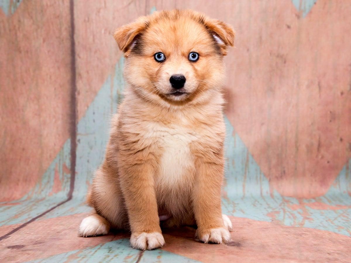 A small fluffy brown and white puppy with blue eyes sits on a wooden floor.