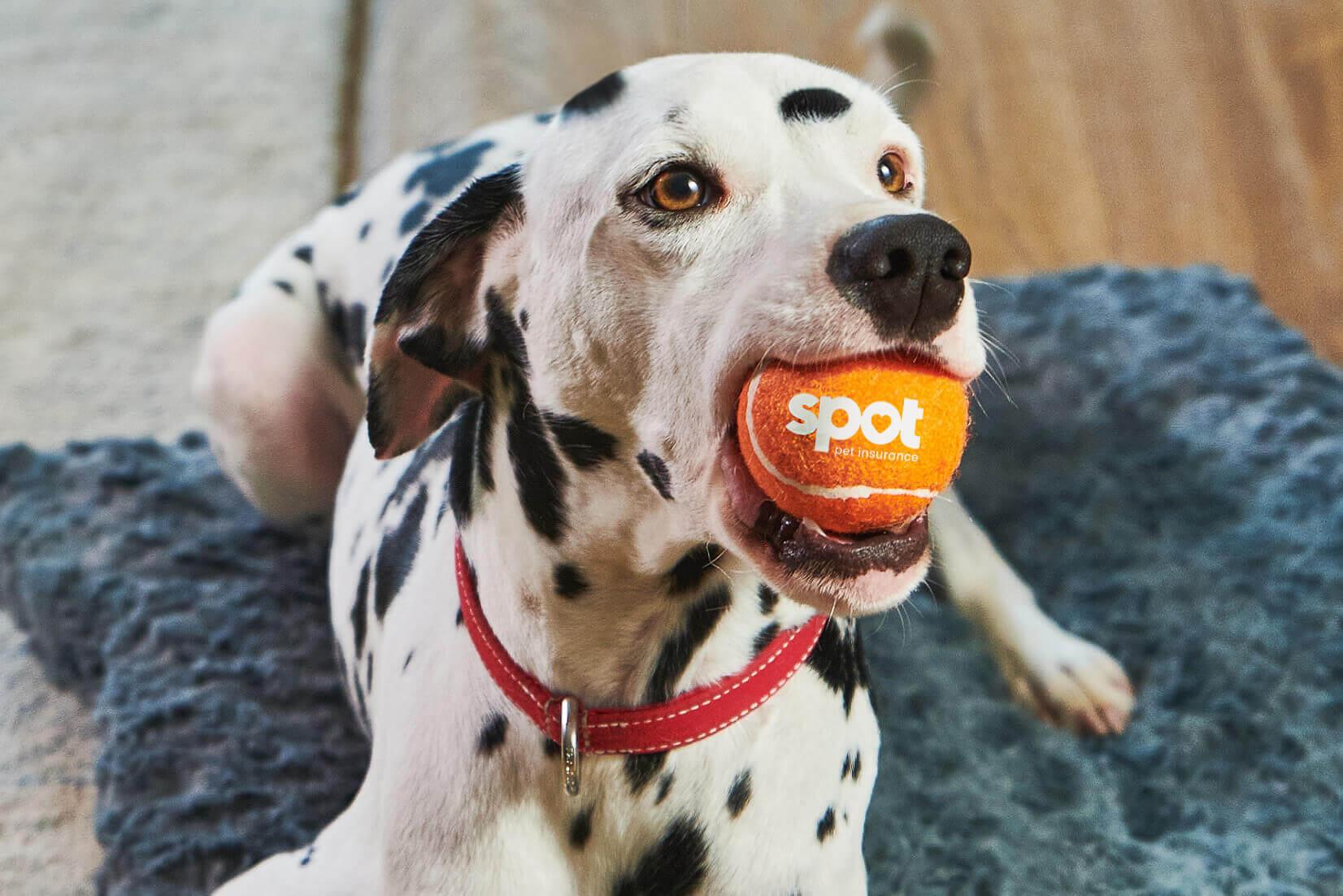 A Dalmatian holds an orange tennis ball labeled "spot" in its mouth.
