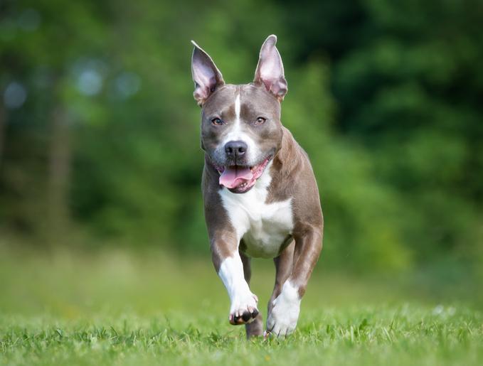 A grey and white dog runs on green grass.