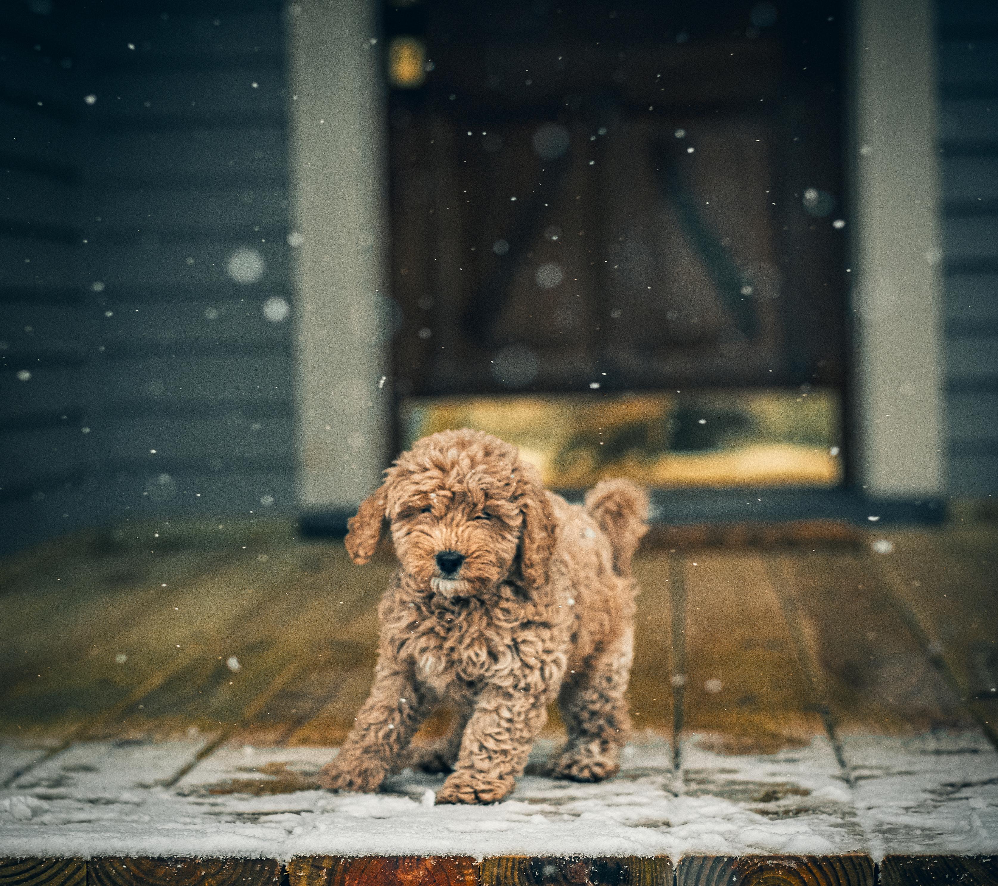 Mini Goldendoodle