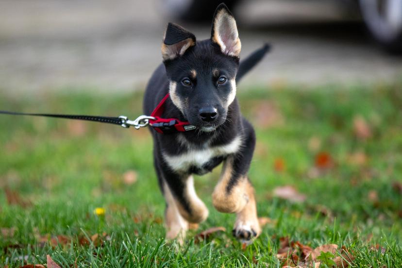 Shepsky Runt Shepsky Breed Information and Common Traits | Spot Pet Insurance