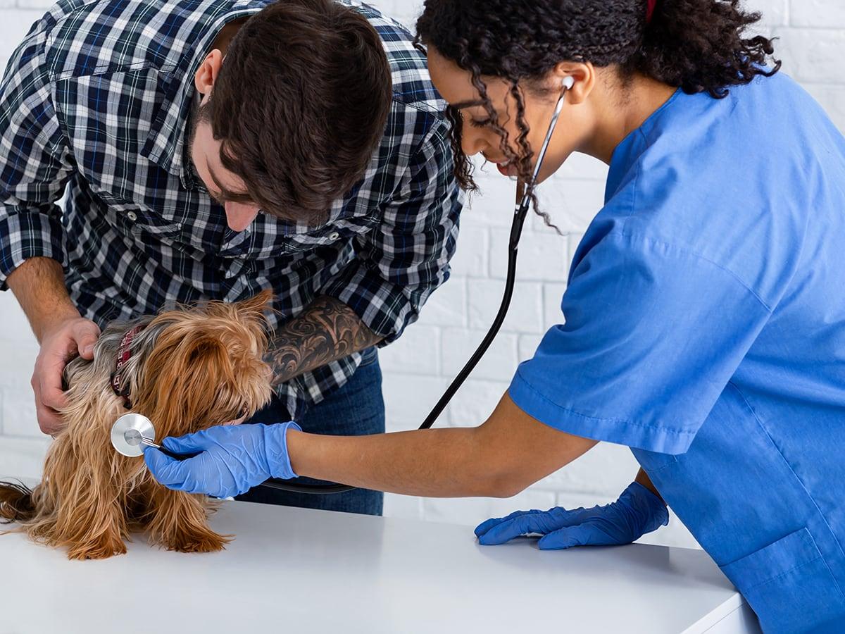 Does Pet Insurance Cover Pre Existing Conditions Spot Pet Insurance does-pet-insurance-cover-pre-existing-conditions-spot-pet-insurance