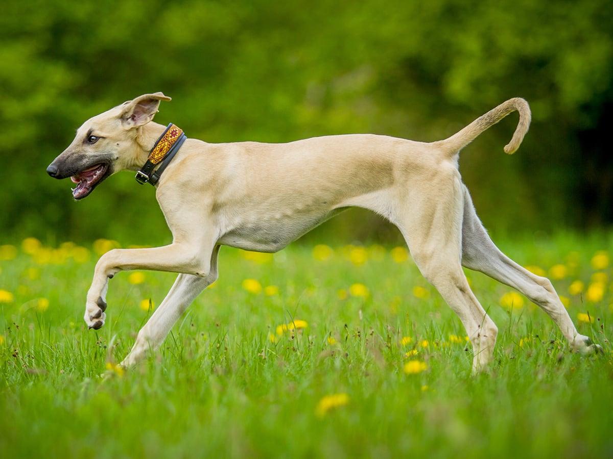 A tan dog with a black collar runs across a field with yellow flowers.