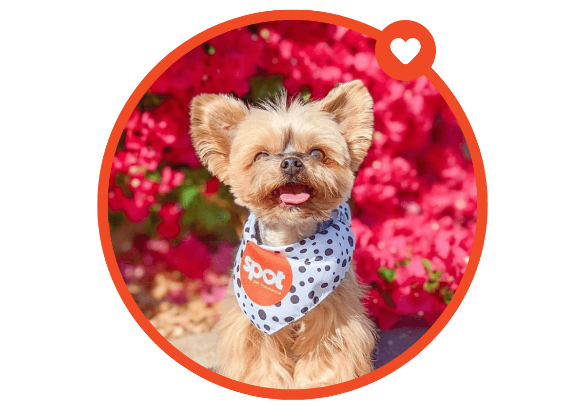 little brown dog wearing spotted bandana