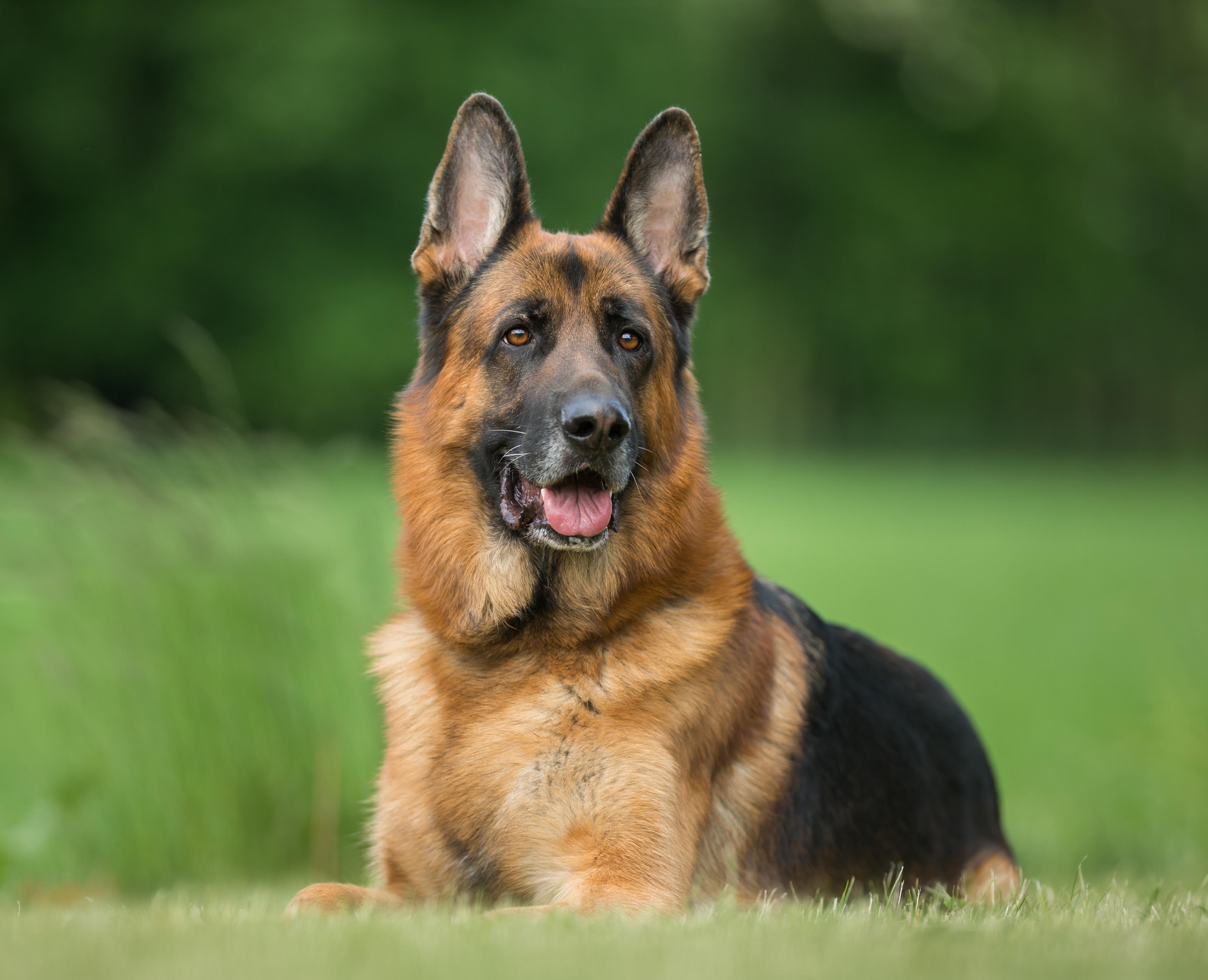Photo of a German Shepherd Sitting on Grass