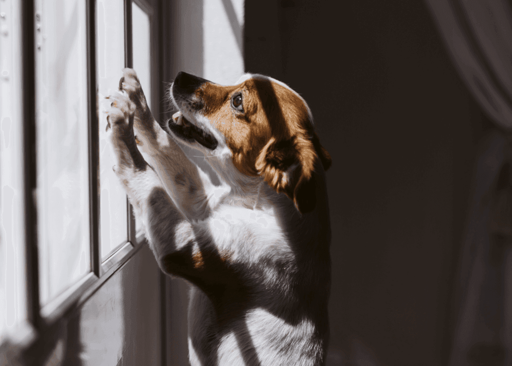 A brown and white dog stands on its hind legs with its paws on a window.
