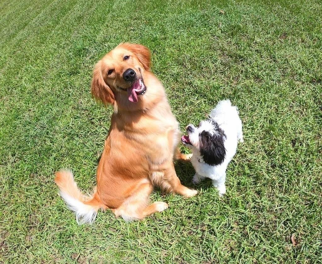 Pet Insurance Coverage In Washington State Dogs And Cats Spot pet-insurance-coverage-in-washington-state-dogs-and-cats-spot