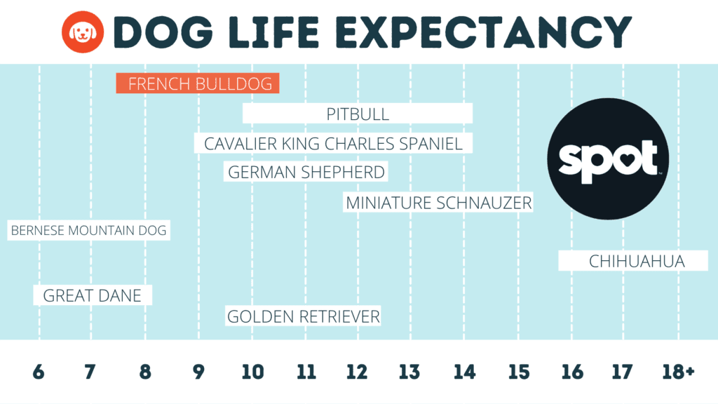 A chart titled "Dog Life Expectancy" shows various dog breeds and their average life spans.