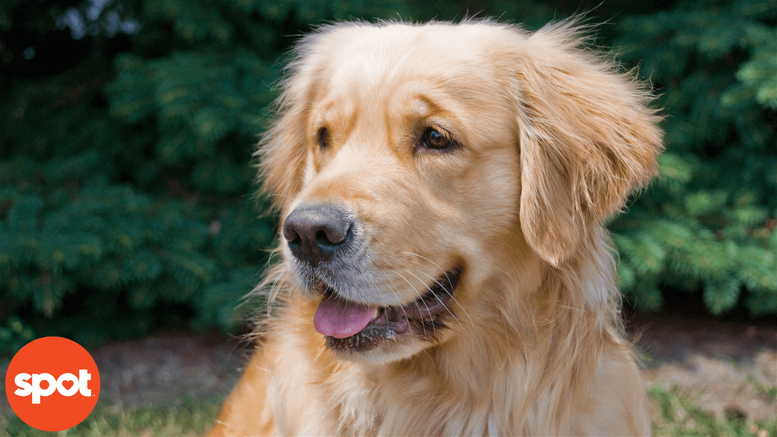A panting Golden Retriever with a lush fur coat sits outdoors near greenery.