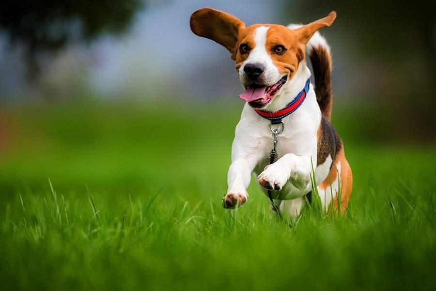 A beagle runs joyfully over a grassy field.