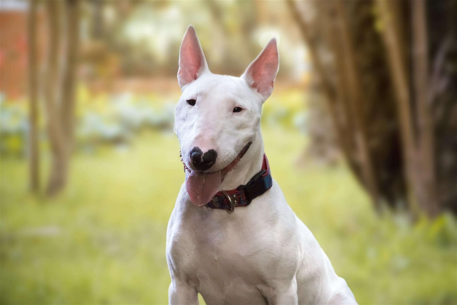 Bull Terrier