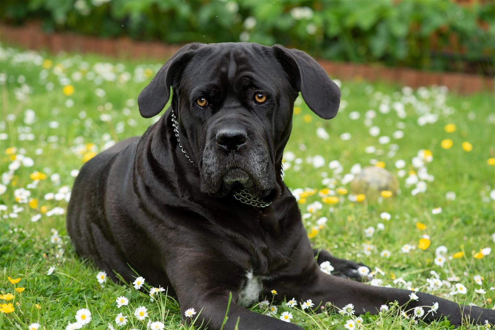 Cane corso
