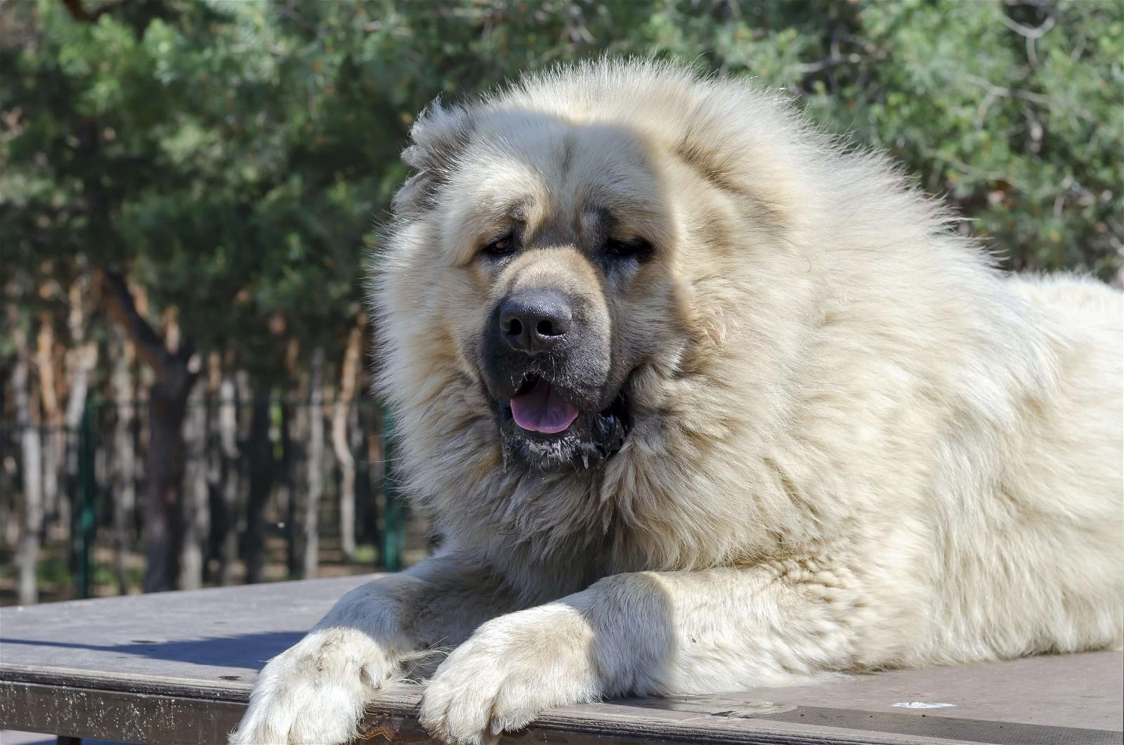 Caucasian_Shepherd