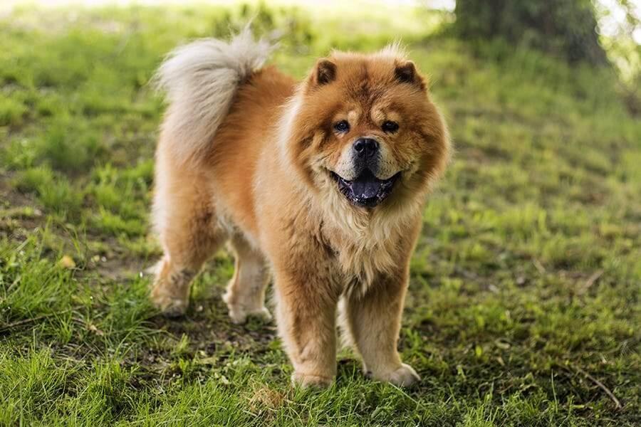 Chow Chow