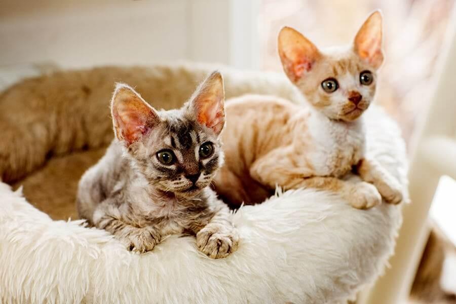 Cornish Rex
