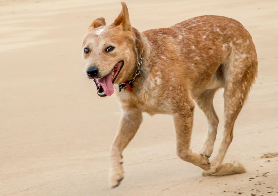 Red heeler